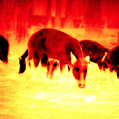 Monoculaire d'imagerie thermique BlazeHunter XD LRF